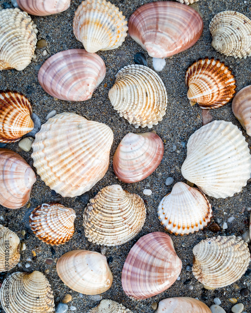 collection of sea shells on dark wet sand beach, natural seamless background