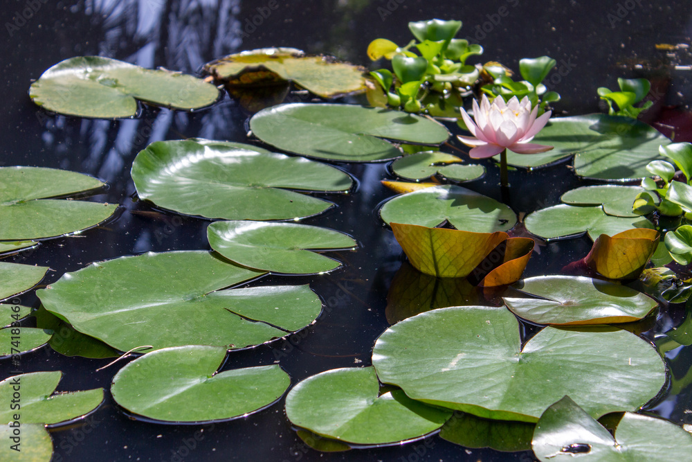 Beautiful lotus in pond, Symbol of buddhism Beautiful lotus in pond, Symbol of buddhism