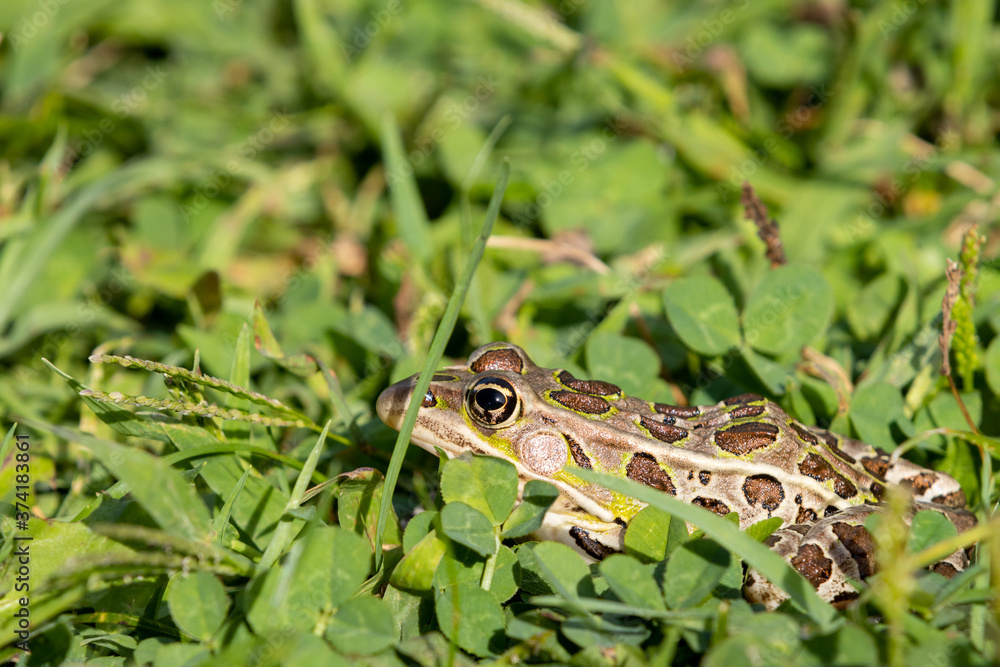 Obraz premium Northern Leopard frog in grass