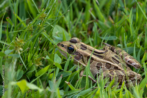 Beautiful Northern Leopard frog in grass