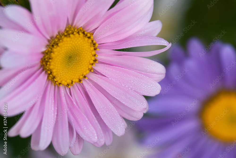 Blooming asters-daisies in the dew on the flowerbed, background, closeup, blur, selective focus. Blooming asters-daisies in the dew on the flowerbed, background, closeup, blur, selective focus.