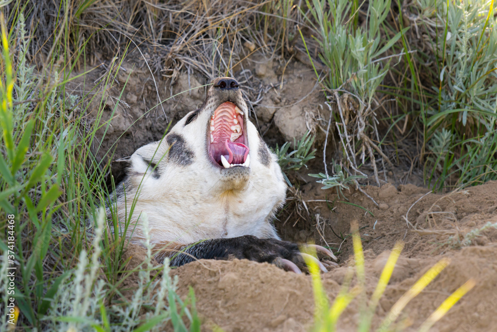 Obraz premium Badger in the wild