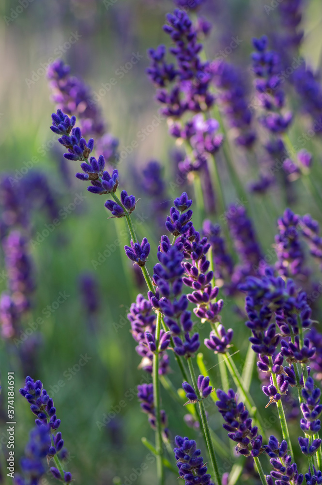 Naklejka premium Lavandula angustifolia bunch of flowers in bloom, purple scented flowering plant, green background