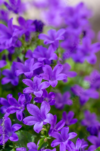 Campanula portenschlagiana bellflowers plants in bloom  deep purple dalmatian bellflower flowering flowers