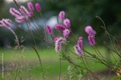 Fluffy violet flowers in summer meadow