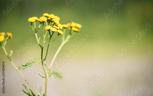 Yellow tansy flowers on blurred green background