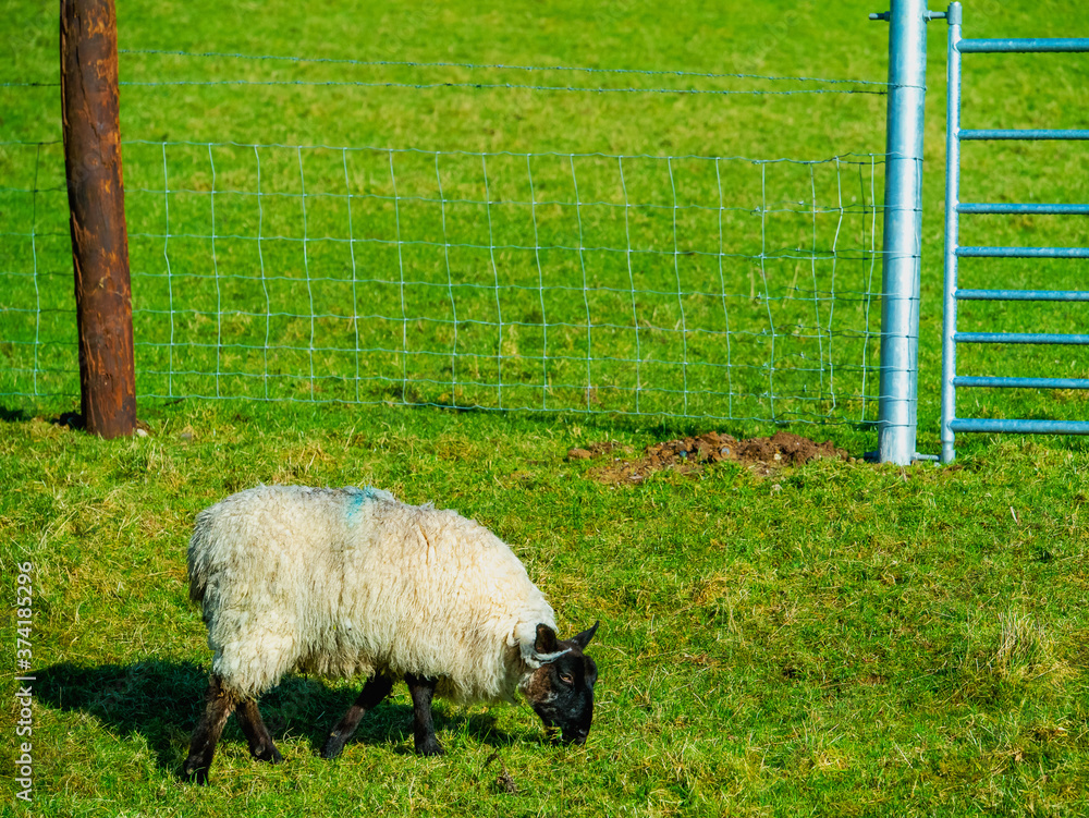 Obraz premium One sheep grazing green juicy grass by a fence and a metal gate.
