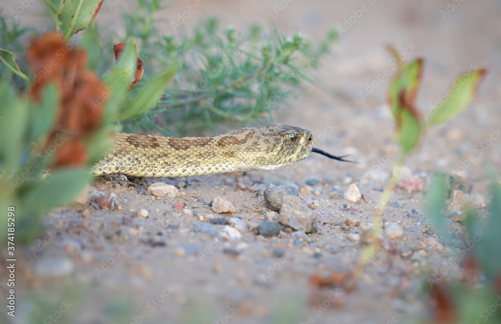 Fototapeta premium Rattlesnake