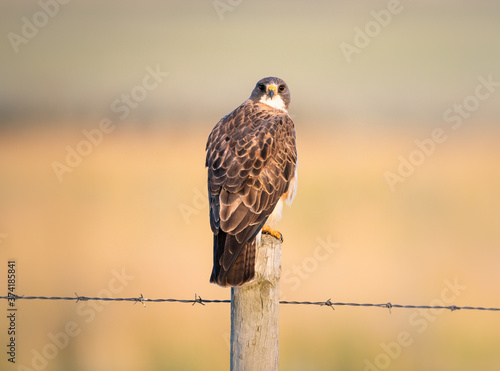 Obraz na plátně Red tailed hawks in the wild