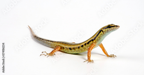 Snake-eyed Skink / Schlangenaugen-Skink (Cryptoblepharus boutonii) photo