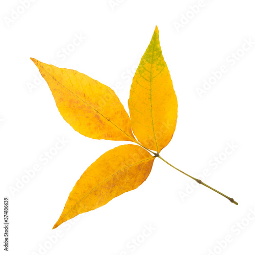 Autumn leaf fraxinus isolated on white background
