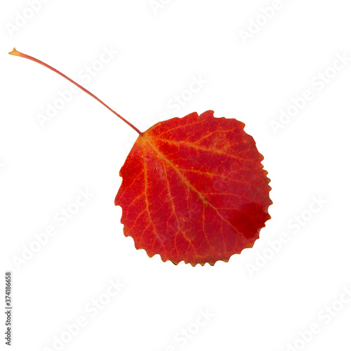 Canvas Print Autumnal aspen leaf red isolated on white background
