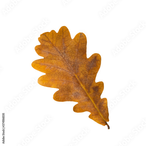 Autumn leaf of an oak isolated on a white background