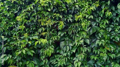 Wallpaper Mural Decorative wild green grapes growing Parthenocissus quinquefolia, known as Virginia creeper, Victoria creeper, five-leaved ivy, or five-finger, is species of flowering plant in grape family, Vitaceae  Torontodigital.ca