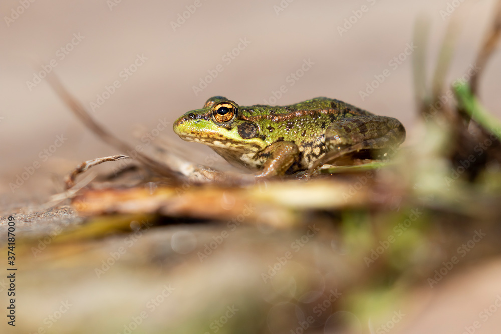 Fototapeta premium Selective focus of Iberian green frog (Pelophylax perezi), sunbathing on top of a rock.