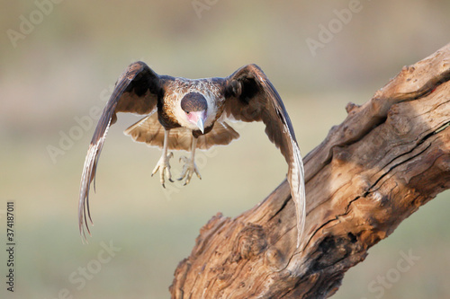 Northern Crested Caracara (Caracara cheriway) jsut taking off, Texas, USA photo