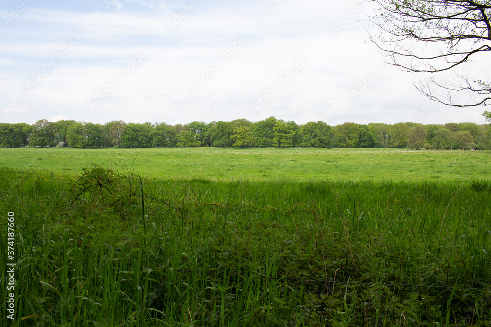 Fototapeta premium Feld halb im Schatten mit Waldhintergrund