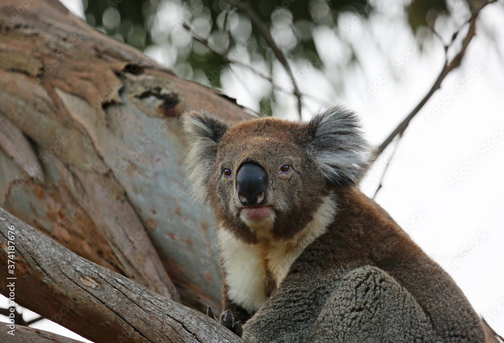 Obraz premium Koala bear - Kennett River, Victoria, Australia