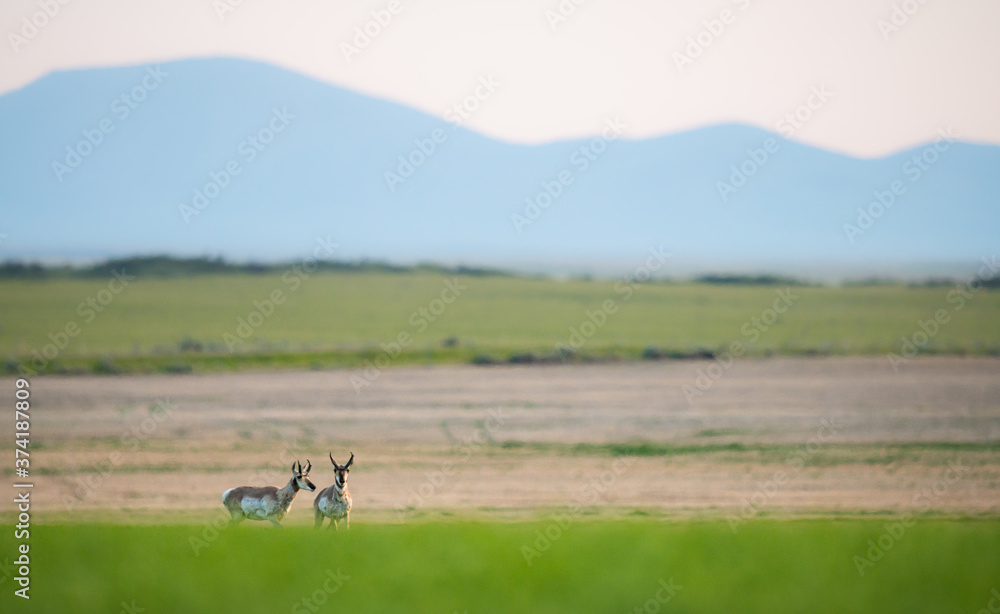 Obraz premium Pronghorn