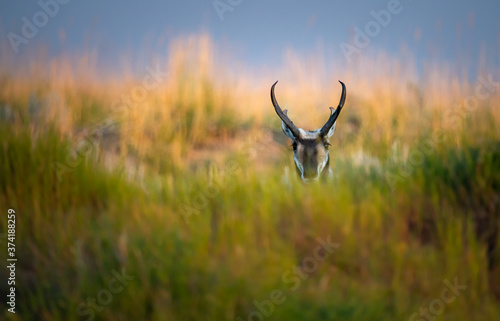 Pronghorn