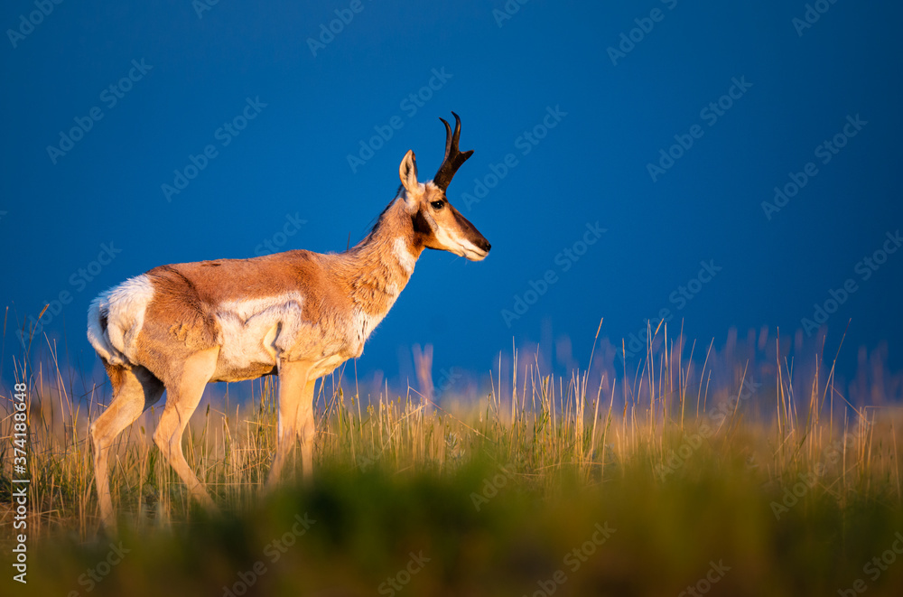 Pronghorn Pronghorn
