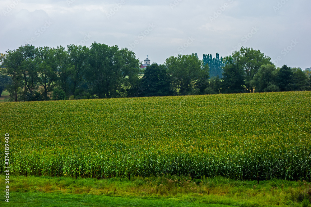 Landscape with corn field near Moresnet, Belgium
