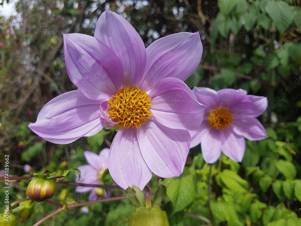 Flor Flor