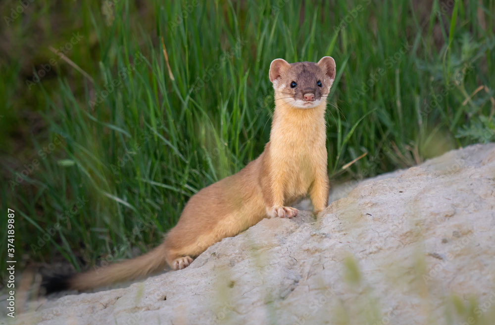 Long tailed weasel