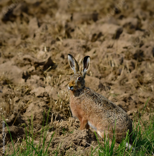 Fototapeta Naklejka Na Ścianę i Meble -  wild field hare sitting on a field