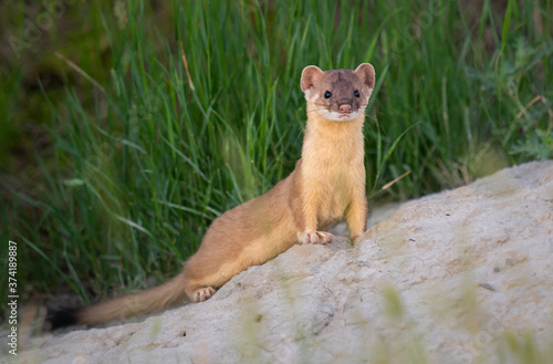 Obraz na płótnie Long tailed weasel w salonie