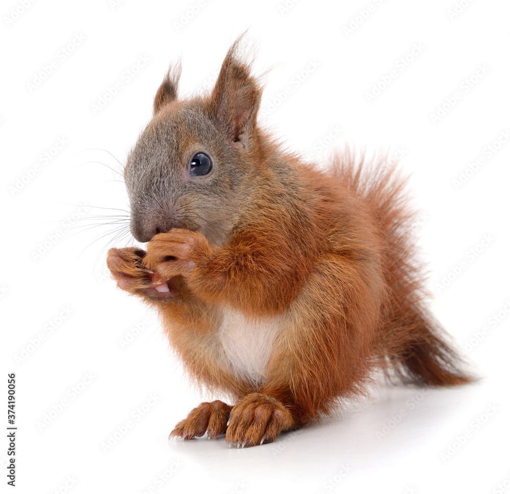 Eurasian red squirrel. Eurasian red squirrel.