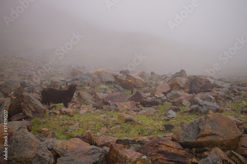 A flock of sheep is grazing in the mountains on the alps on a foggy day (Pejo, Trentino, Italy, Europe) photo