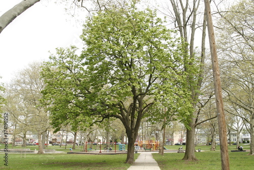 spring in the park