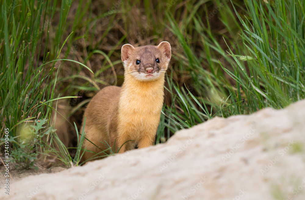 Long tailed weasel