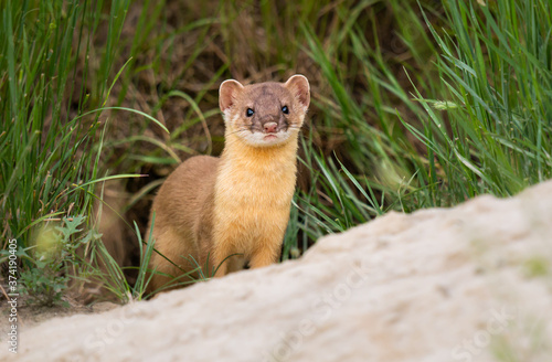 Obraz na płótnie Long tailed weasel w salonie