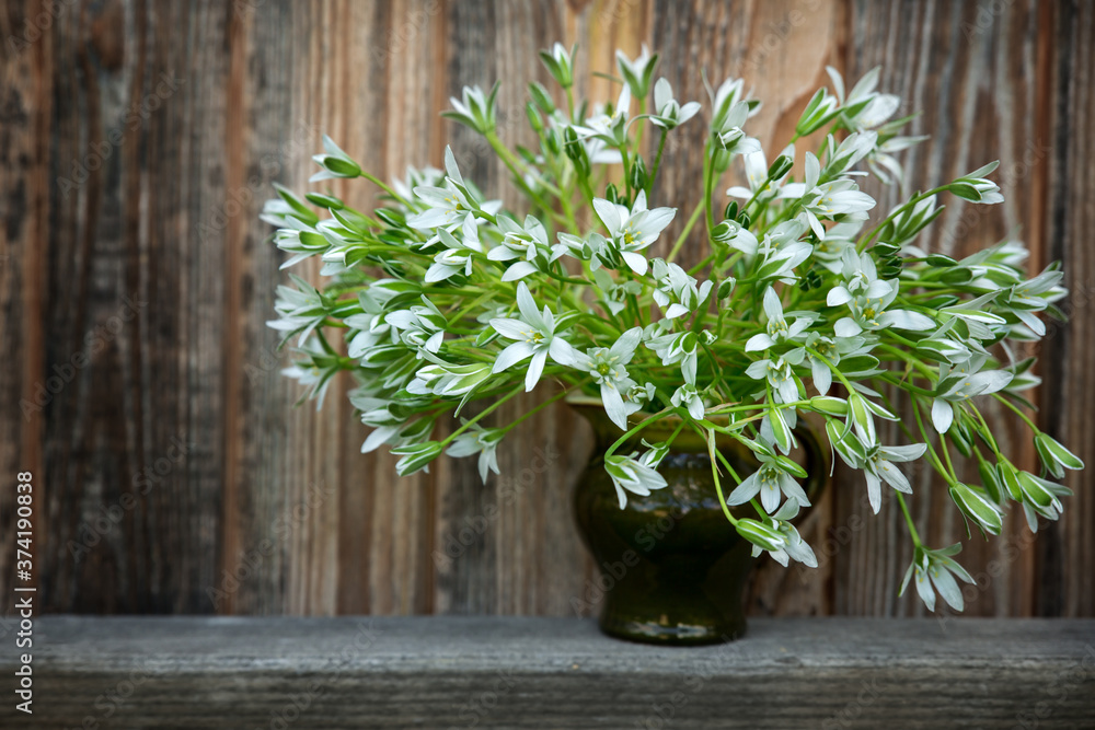 Bouquet Ornithogalum umbellatum in a ceramic jug on old wooden background Bouquet Ornithogalum umbellatum in a ceramic jug on old wooden background