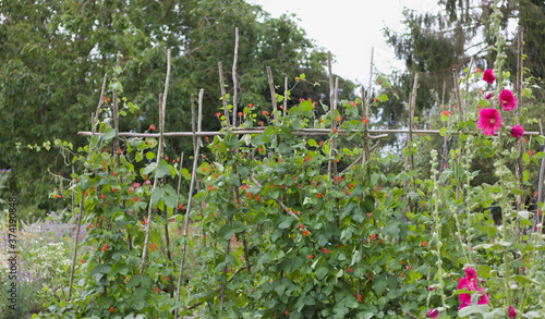 Obraz na płótnie Runner beans growing up canes in vegetable garden allotment beside flowers