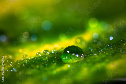 Water drop on a green leaf of plant - macro shot