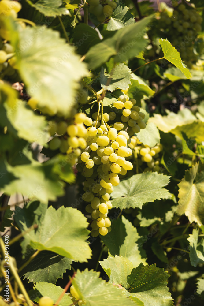 Time to pick grapes and make wine Time to pick grapes and make wine