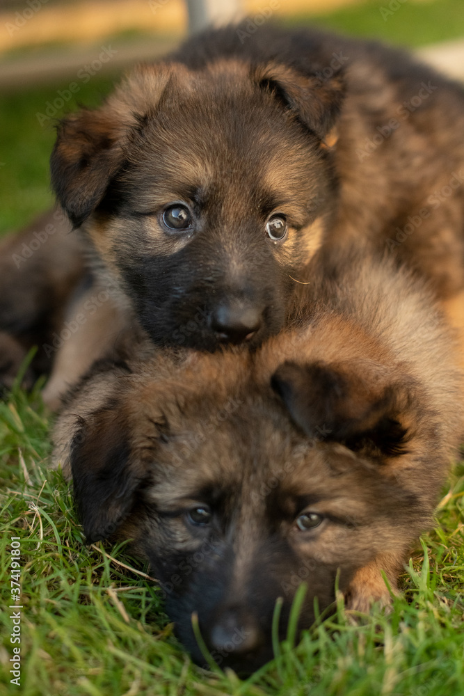 verspielter Schäferhund Welpe 