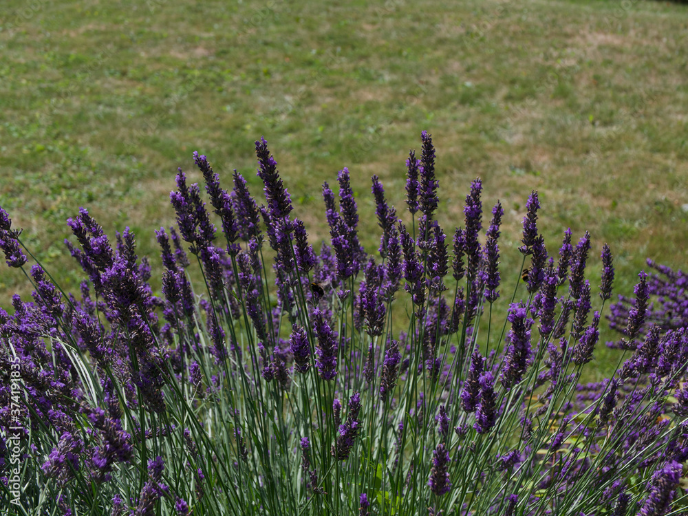 Naklejka premium Purple scented lavender against grass background with space for copy 