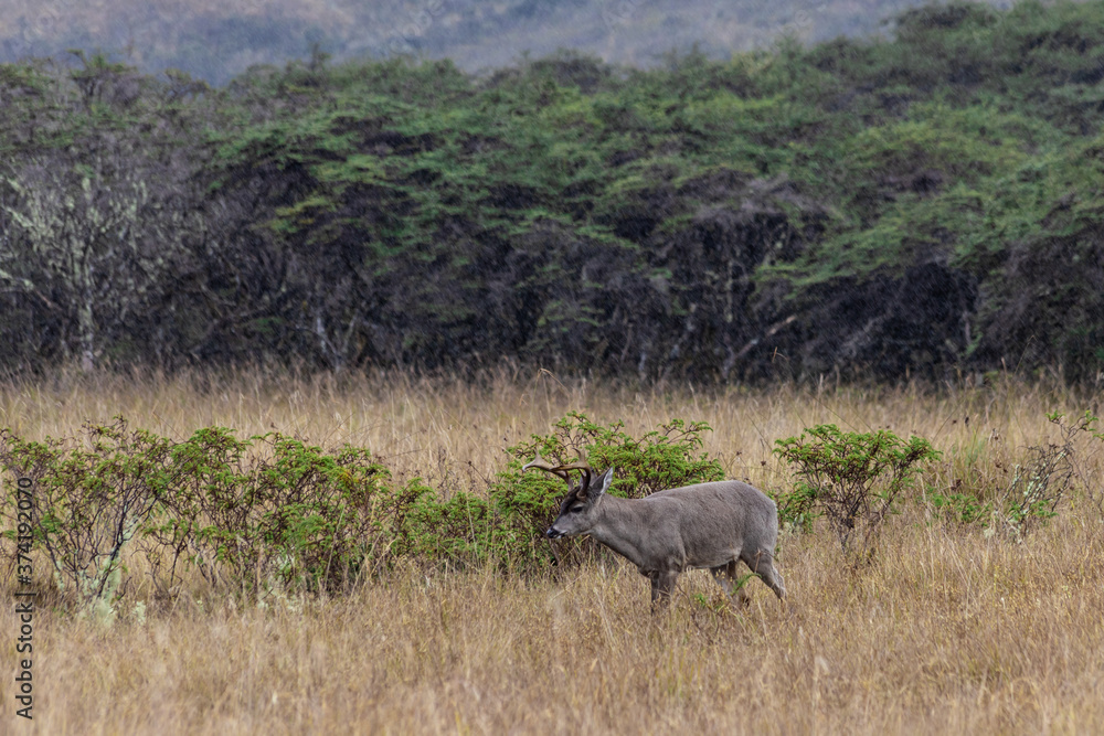 Fototapeta premium Odocoileus virginianus of South America