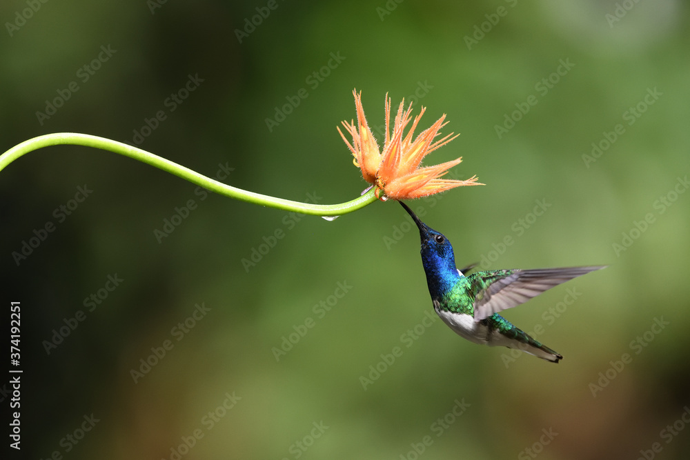 Fototapeta premium Jakobin białoszyi wysysa nektar z kwiatu pomarańczy