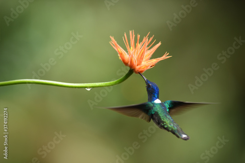 White-necked jacobin is sucking nectar from orange flower