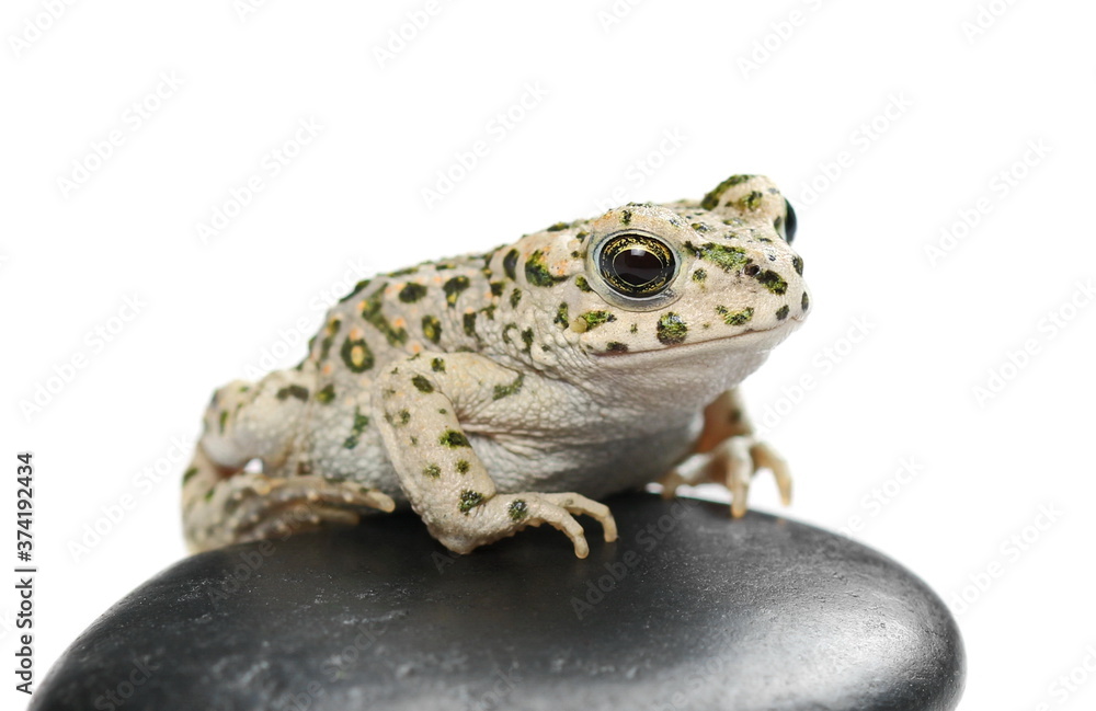 Fototapeta premium Young european fire-bellied toad, Bombina bombina isolated on white background