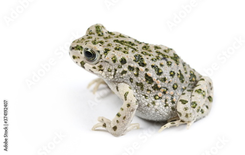 Young european fire-bellied toad, Bombina bombina isolated on white background