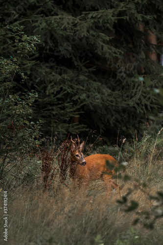 beautiful roe deer with beautiful antlers on forest clearing