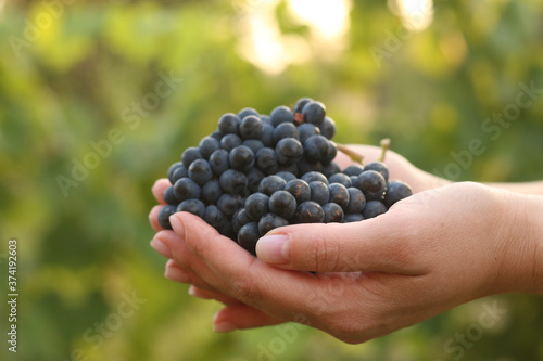 Female hands with ripe bunches of grapes on a green blurred background in profile