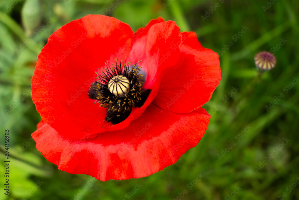 Single big papaver rhoeas (common poppy, corn poppy, corn rose, field poppy, Flanders poppy, or red poppy flower head on the grassy meadow Single big papaver rhoeas (common poppy, corn poppy, corn rose, field poppy, Flanders poppy, or red poppy flower head on the grassy meadow
