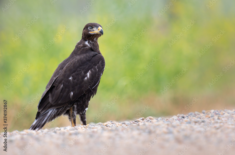 Fototapeta premium Hawk in its nest